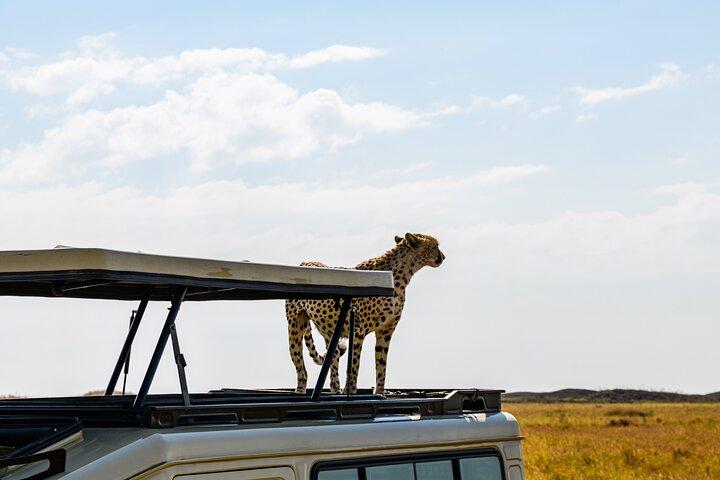 3-dagars privat campingsafari i Serengeti och Ngorongoro-kratern