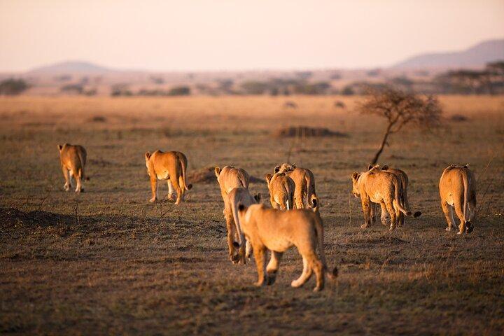 3-dagars privat campingsafari i Serengeti och Ngorongoro-kratern