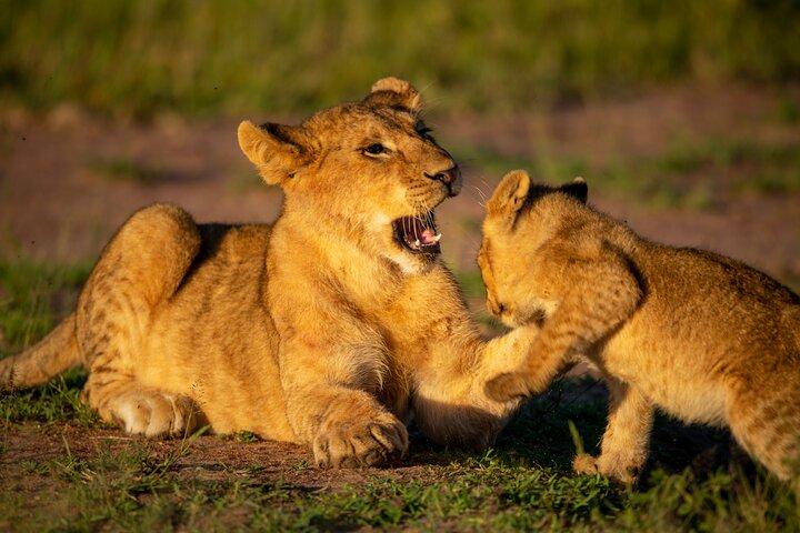 3-dagars privat campingsafari i Serengeti och Ngorongoro-kratern