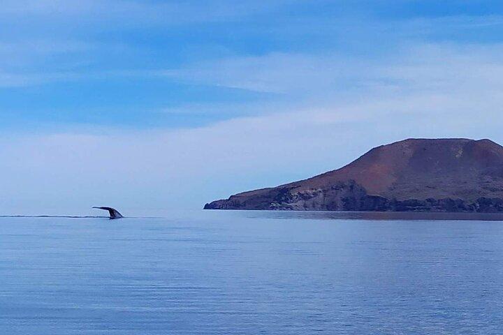 Experiencia de Avistamiento de Ballena Azul en Loreto