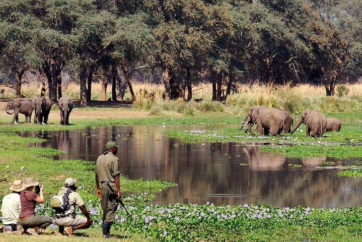 Game Drive e Rhino Safari a Livingstone