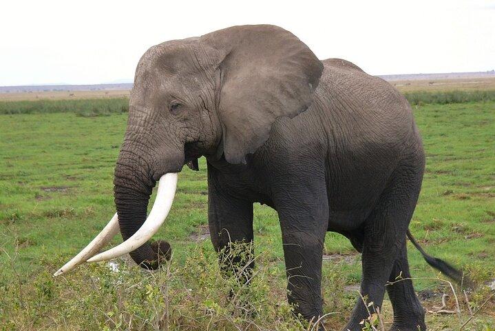 Tagestour zum Amboseli-Nationalpark