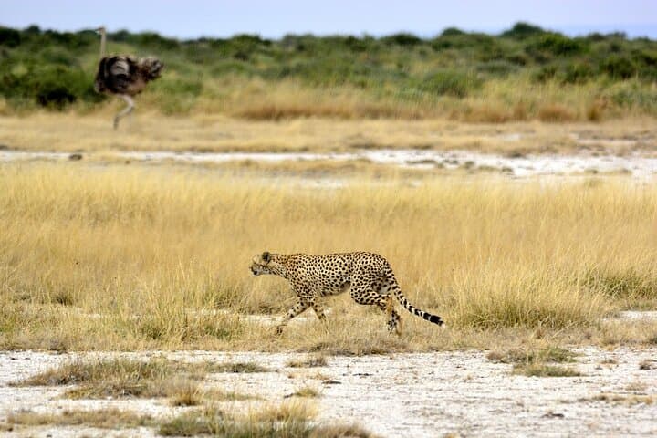 2 Days Amboseli Safari using a 4x4 Landcruiser jeep(with options)