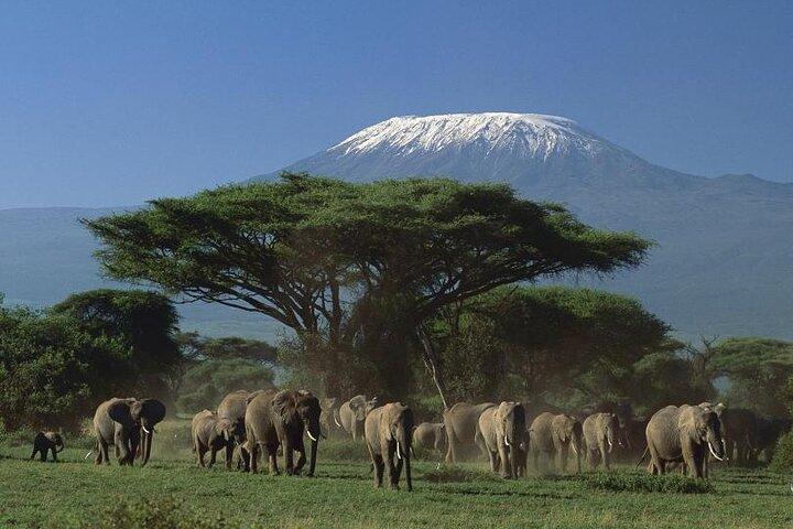Safari privato di guida in Kenya di 5 giorni da Nairobi a Mombasa