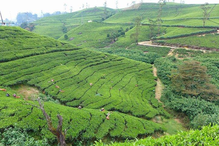Theeplukken en theefabriekstour vanuit Kandy