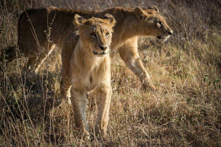 Frühmorgendliche Tour zum Nairobi-Nationalpark