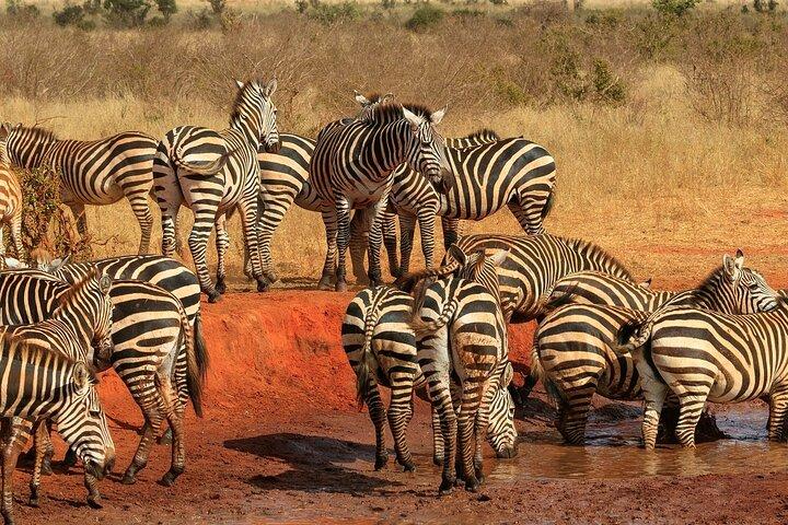 Tsavo National Park East Tour by Minivan