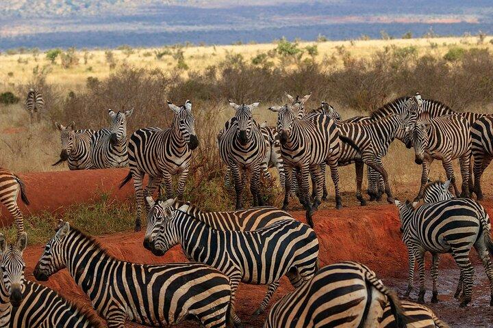 Dagstur till Tsavo East National Park från Mombasa eller Diani