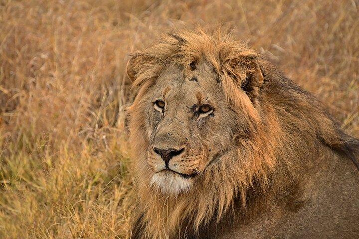 ディアニ/モンバサからツァボイーストを抜けるソルトリックサファリ2日間