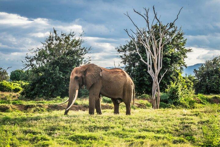 1 dags grupptur till Tsavo East National Park med lunchbuffé
