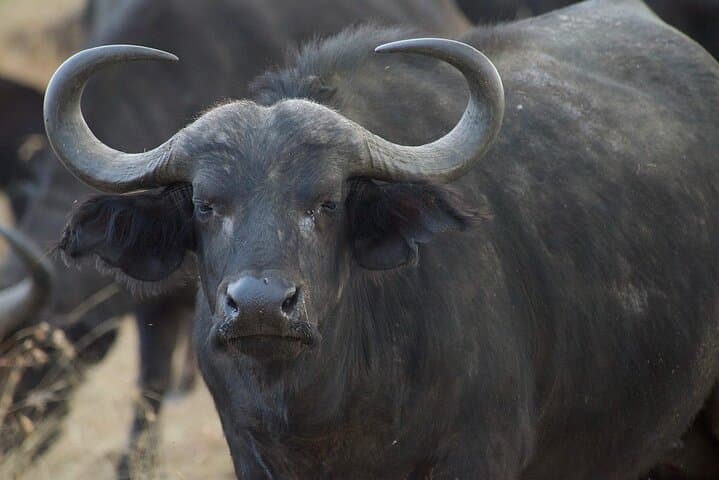 7 days Masai Mara,Nakuru,Hells Gate & Amboseli (budget or luxury)