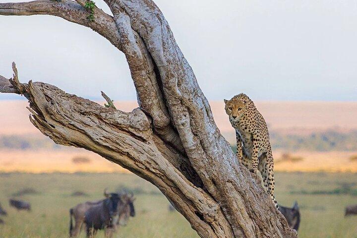 Tour di 2 giorni in campeggio di gruppo al Maasai Mara con una jeep 4x4