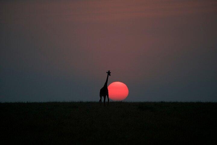 Tour di 2 giorni in campeggio di gruppo al Maasai Mara con una jeep 4x4