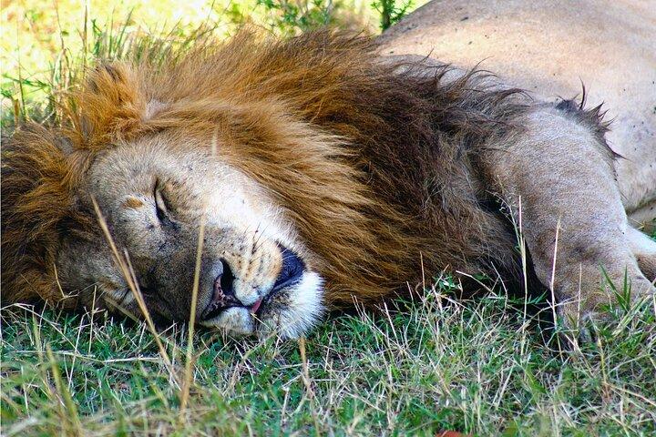 Safari de 3 jours à la réserve nationale de Samburu au départ de Nairobi