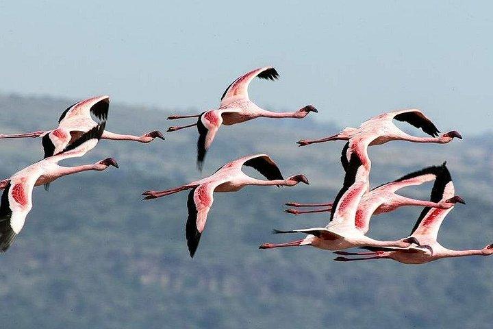 ナクル湖公園での終日ツアーとオプションでナイバシャ湖でのボートツアー