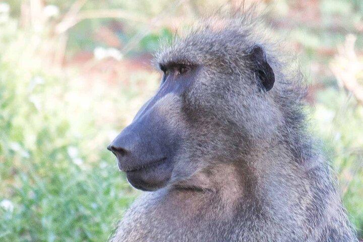 Dagsafari i Krugerparken