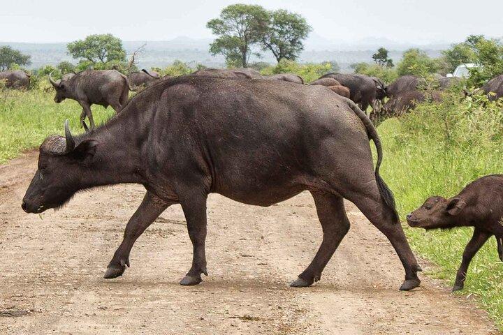 Dagsafari i Krugerparken