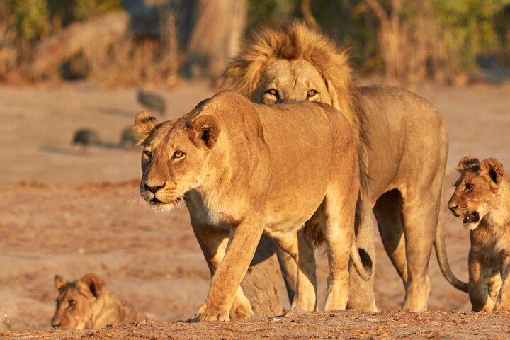 Visite privée de 3 jours au Masai Mara