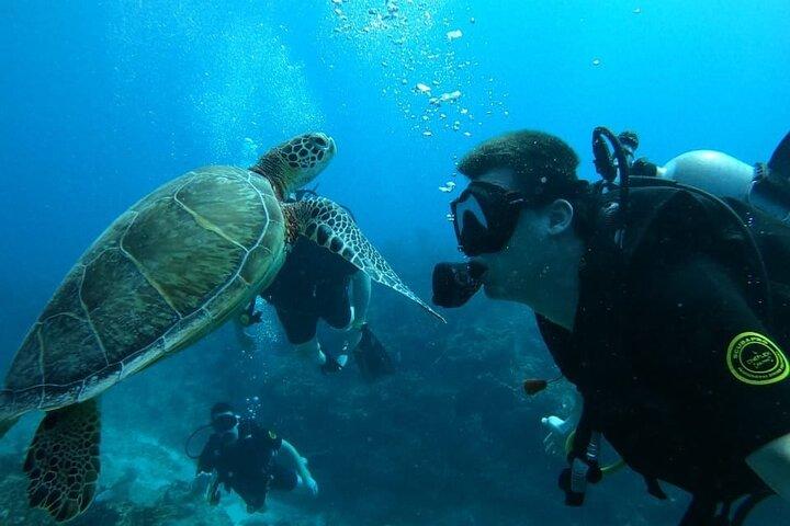 Punta Cana Reef Diving Adventure Explore Underwater Wonders