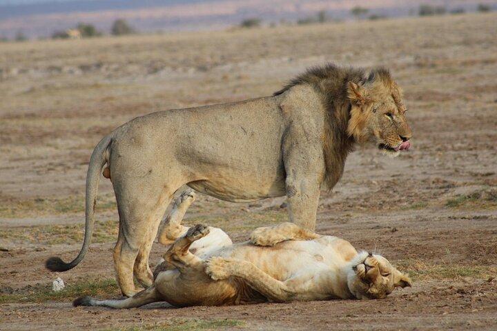 11 Days Vegans Private Safari