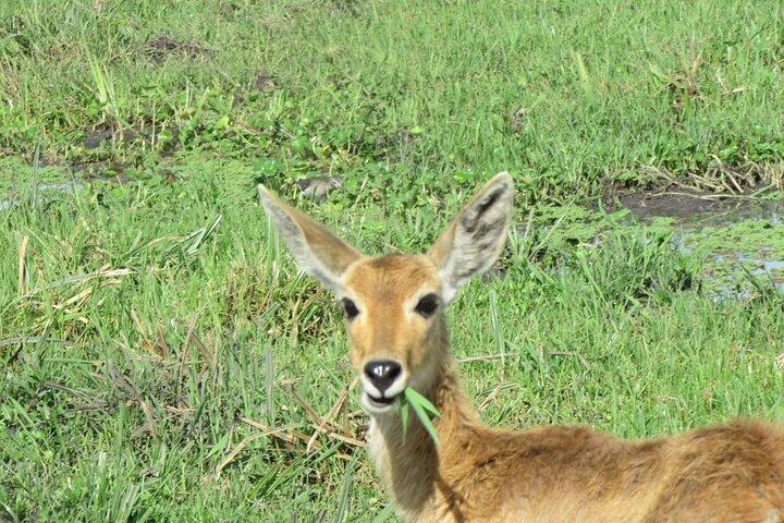 11 Days Vegans Private Safari