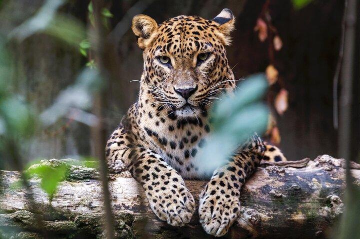 Safari dans le parc national de Yala | Depuis le port de Hambantota (excursion à terre)