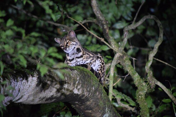 Tour notturno della passeggiata di Monteverde
