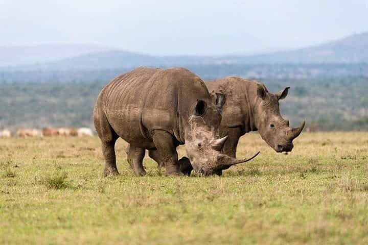 Pernottamento a Olpejeta Conservancy e Mount Kenya Hiking