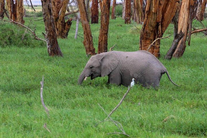5 days Masaai Mara & Amboseli 4x4 safari(budget or luxury rooms)