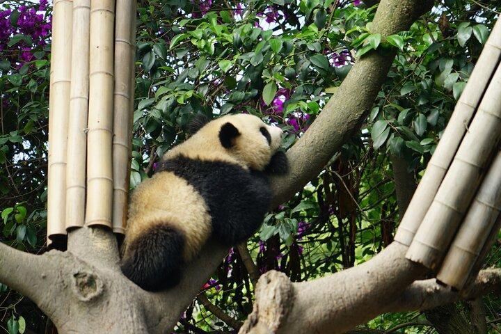 Chengdu Panda Breeding Base Ticket med valfri transfer eller guide