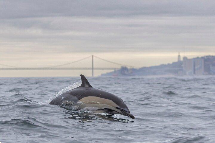 リスボン: 海洋生物学者とイルカウォッチング-オーシャンサファリ