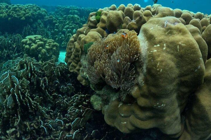 ランタ島からの終日ハア島とロック島（スピードボートで）