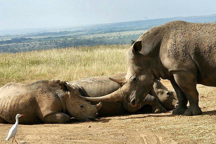 Nairobi National Park, Elephants Orphanage Private Tour
