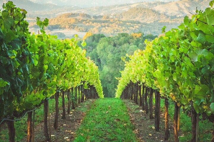 Healdsburg Tour del vino di 6 ore con SUV di lusso - Posti fino a 4