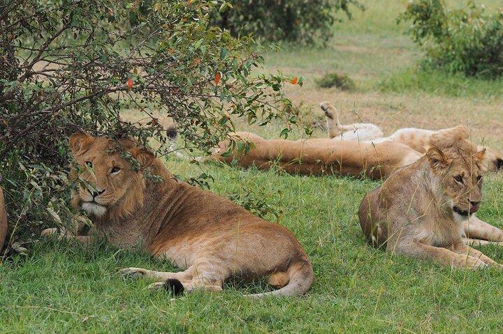 7 jours de safari de luxe et de plage au Kenya