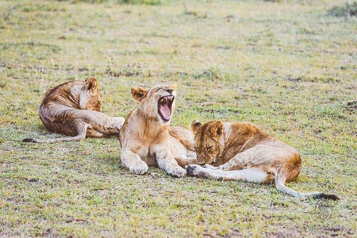 7 jours de safari de luxe et de plage au Kenya