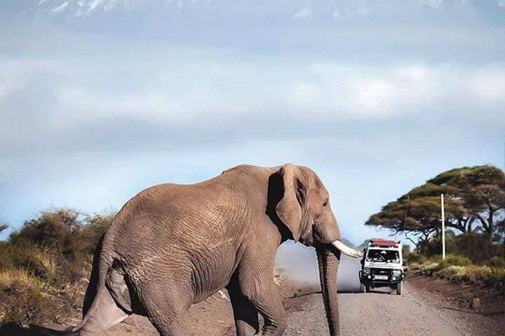 7 jours de safari de luxe et de plage au Kenya