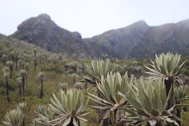 Chingaza Siecha & Cuchillas Lakes Trek - 4 hours
