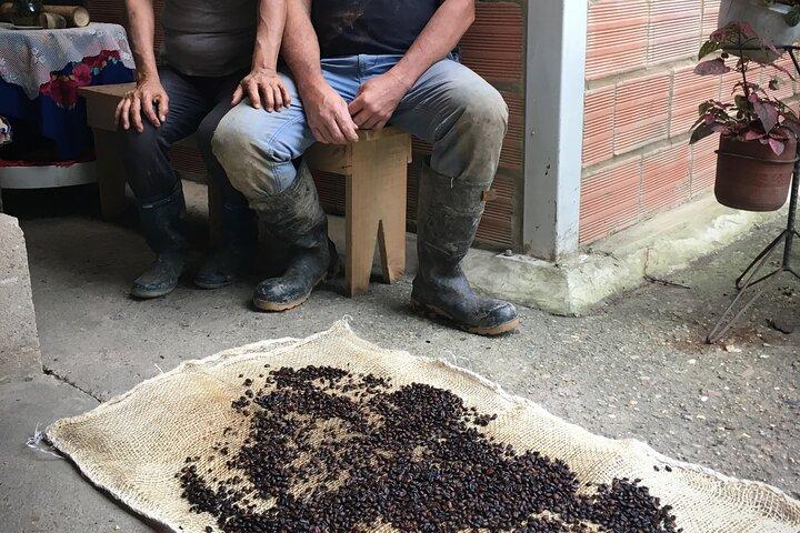 Recorrido del café tradicional Birds & Beans