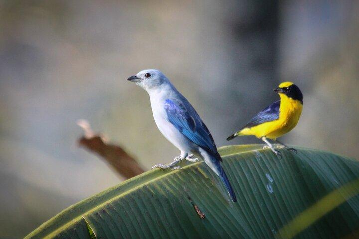 Recorrido del café tradicional Birds & Beans