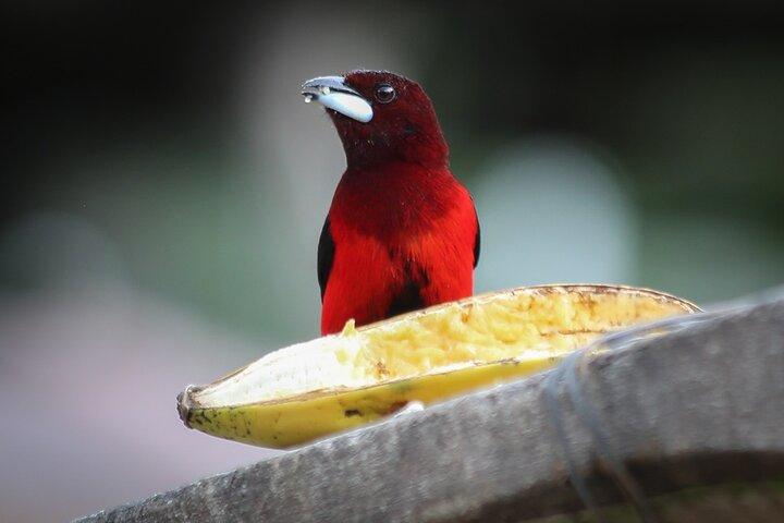 Recorrido del café tradicional Birds & Beans