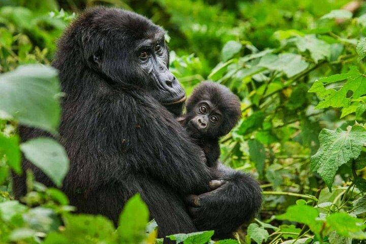 6 Tage Uganda-Gorilla-, Schimpansen-Trekking und Wildtiersafari