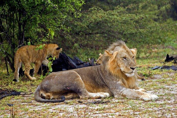 Privat 2-dages Selous (Nyerere) Safari-tur fra Dar es Salaam