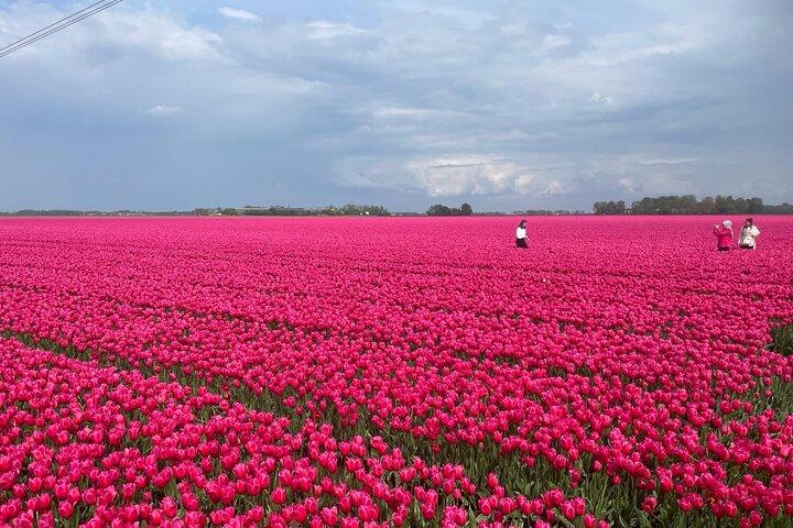 5 Stunden privates Tulpenerlebnis im Keukenhof