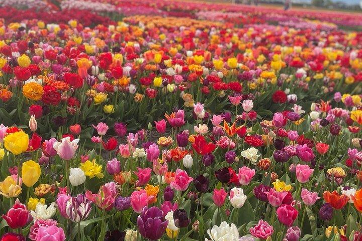 5 Stunden privates Tulpenerlebnis im Keukenhof