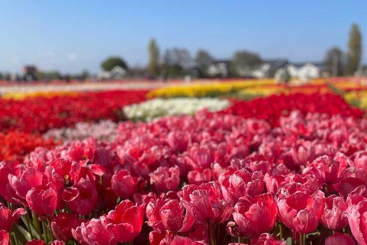 5 Stunden privates Tulpenerlebnis im Keukenhof