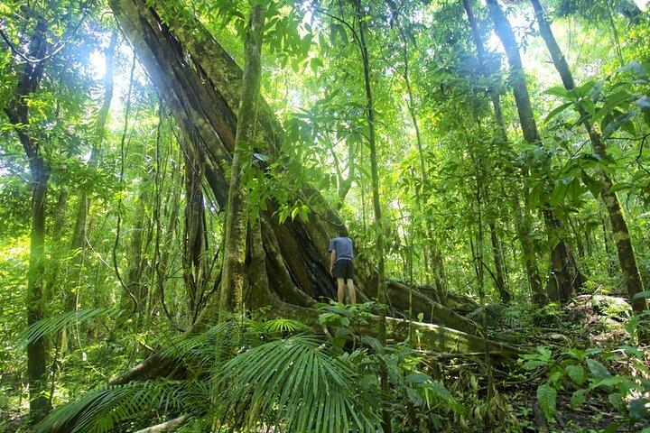 Mossman Gorge Daintree Upplev små grupper