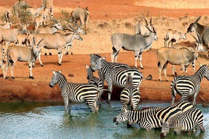 5 Days Safari to Tsavo West, Amboseli and Tsavo East from Mombasa