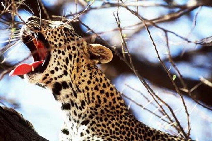 5 Days Safari to Tsavo West, Amboseli and Tsavo East from Mombasa