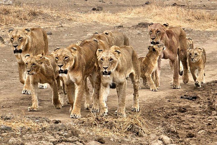 Nairobi National Park, Elephants Orphanage Private Tour
